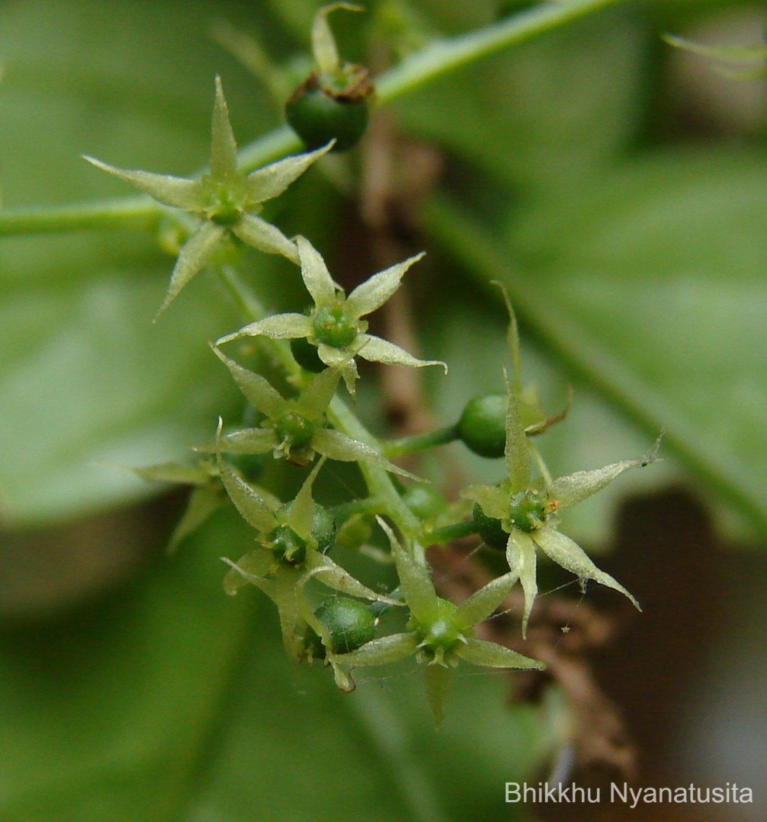 Gynostemma pentaphyllum (Thunb.) Makino
